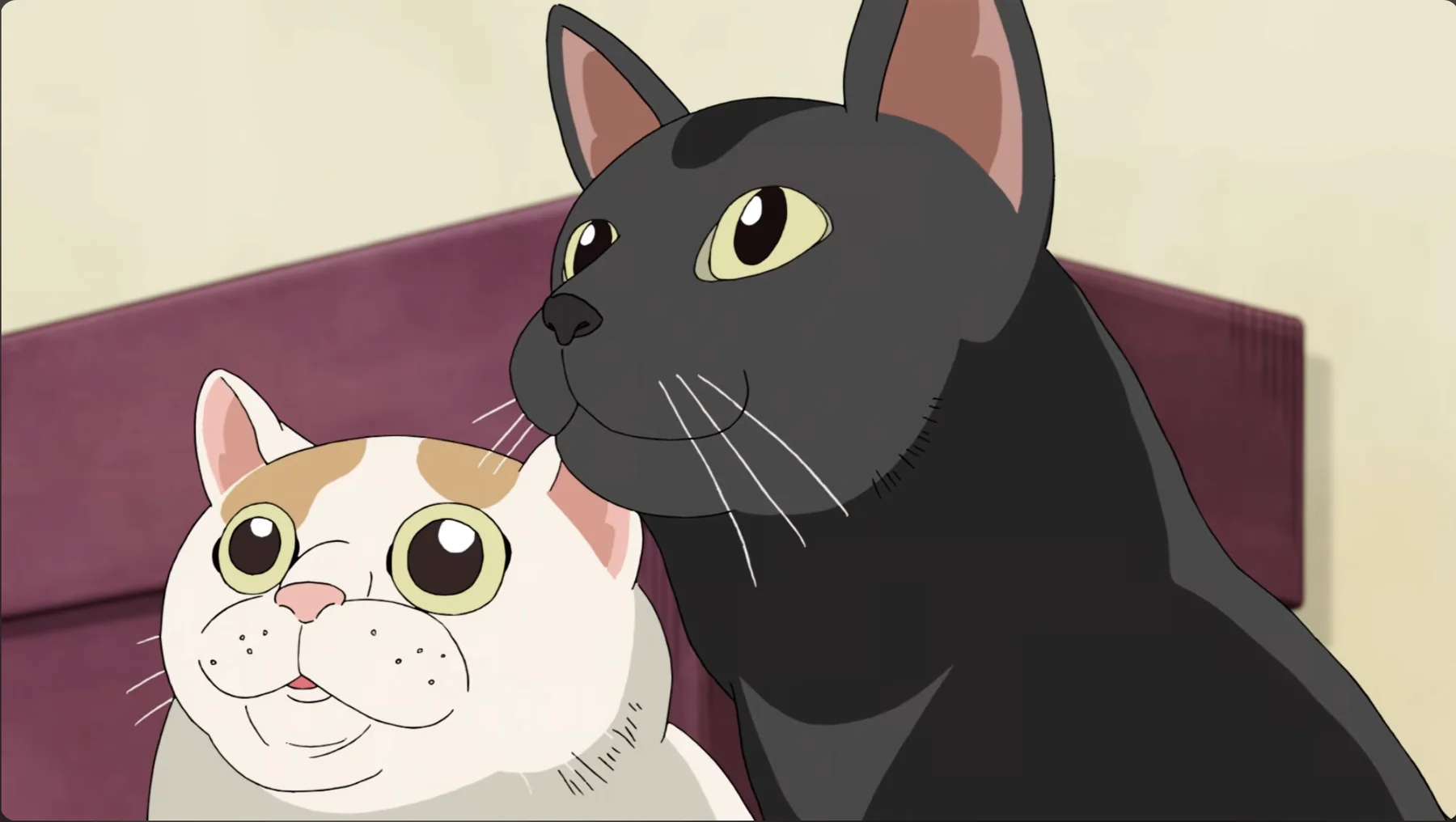 On the TV, the video: two cats on a sofa.